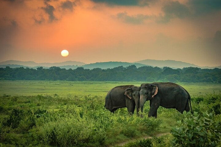 Romantic moments in the wild – an elephant couple walking side by side at Sri Lanka’s iconic Minneriya Safari.